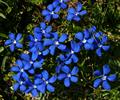 Gentiana Verna